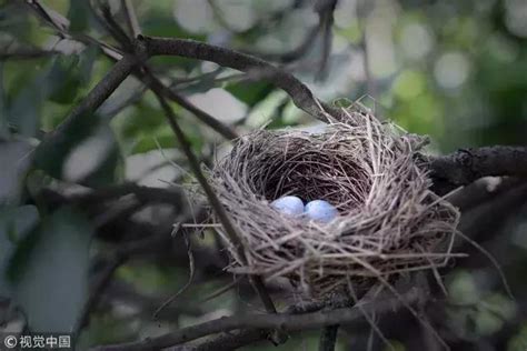 鳥在家築巢風水 庭院可以種九重葛嗎
